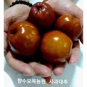 향수묘목농원 사과대추 왕대추 2년생 분묘