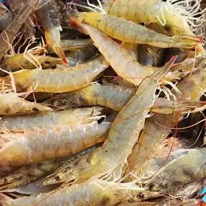 [지투지샵]국산 활 흰다리새우 2kg