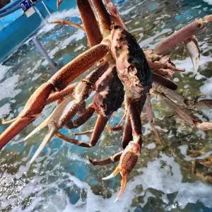 수율폭발! 정품 러시아 박달대게