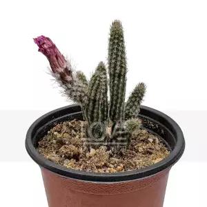 포젤게리 선인장 꽃 기다란 원통형 다육이 희귀 식물 키우기 화분