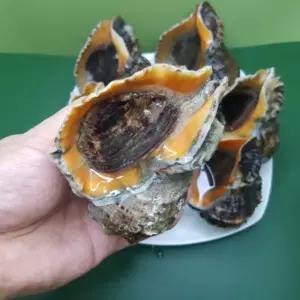 자연산 생물 활 소라 참소라 1kg