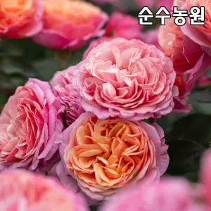 티앤랑로즈 장미 묘목, 스텔러스트 20cm사각화분 1개 /사계 장미