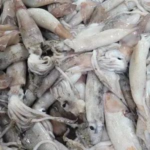 장보리 국내산 횟감 생물 오징어 500g