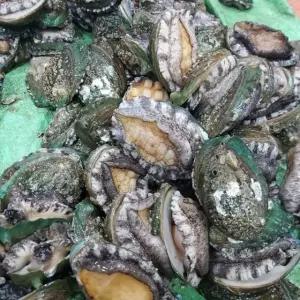 프리미엄 전복 1kg 선물세트 (6-7미) (세척 솔 동봉)