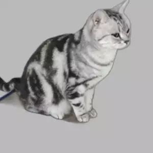 고양이 평판 스크레처 쇼파 1P 쉼터 발톱관리 베드