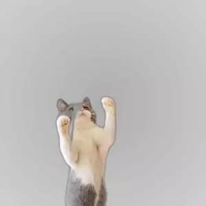고양이 실리콘 낚시대 장난감 쥐꼬리 어뮤즈먼트