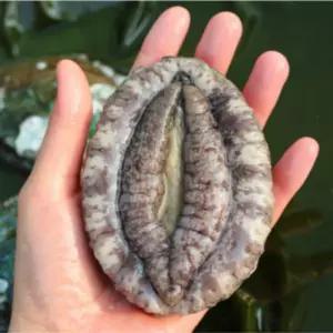 완도 활 전복 특대 6-7미 1kg 중전복 꼬마전복