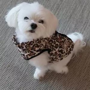 BNDW45 패턴 하네스 패딩조끼 강아지패딩