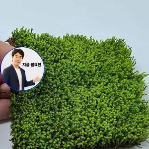 지금 필요한 분경 서리이끼 이끼 넝쿨 석부작 덩쿨 식물 생이끼