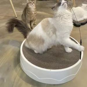 고양이 반려묘 스트레스해소 B골 스크래쳐 방석 대형 캣폴 켓타워 캣하우스 캣타워 고양이캣타워
