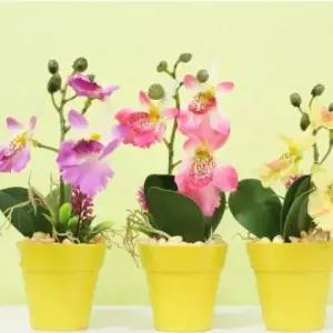 [콩심팥심]토피어리 화분 실내 야외 관목 조화 꽃 근조화환 경조사 축결혼