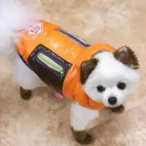 [반려] 패리스독 강아지 고양이 오랜지 아이두 패딩 패션용품 반려동물 생활 건강