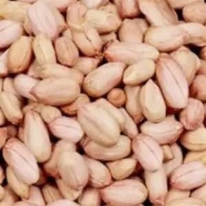 국산 땅콩 곡물 아무 콩류 씨 종자 품종 식 종묘사
