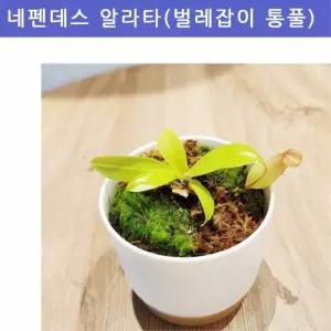 벌레잡이 통풀 네펜데스 알라타 식충식물 관찰키트 과학실습교구 자연학습 생태교육 사철나무잎