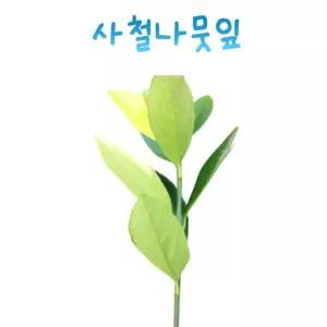 자연 생태 학습용 실물표본 사철나무 잎 식물의 구조 과학실습교구 방과후수업
