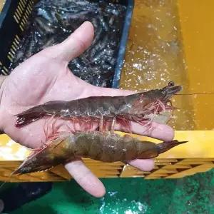 신안 활 흰다리새우 1kg 35미내외