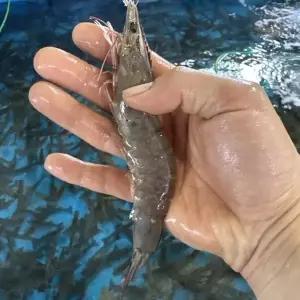횟감용 활 흰다리새우 2kg 70미 내외