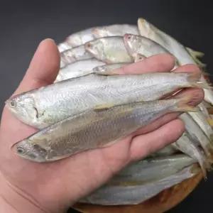 장보리 횟감용 급냉 밴댕이 1kg