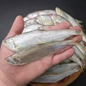 [장보리]횟감용 급냉 밴댕이 1kg