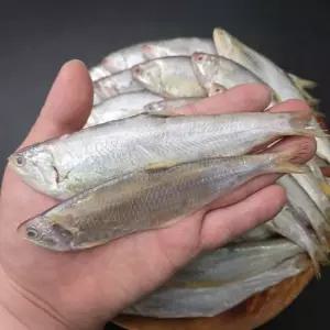 횟감용 급냉 밴댕이 1kg