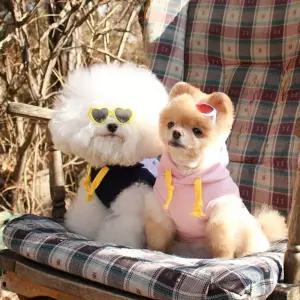 고고싱 베이직 후드티(핑크)강아지패션 애견 셔츠 의류 반려옷 귀여운 반려 강아지 견옷