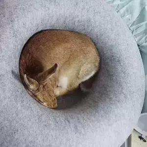 [반려] 펠트 도넛 숨숨집 L 그레이 고양이터널 고양이하우스 토끼터널 토끼은신처