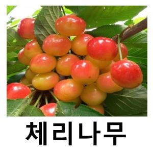 체리나무 묘목 홍수봉 접목1년 3주묶음