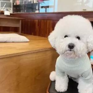 강아지 예쁜 실내 데일리 터틀넥 패션 옷 스타일 코디