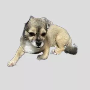 여름 강아지 고양이 쿨매트 냉감 조절 높이