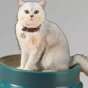 집 소근육발달 발톱관리 고양이 스크래쳐 반려묘