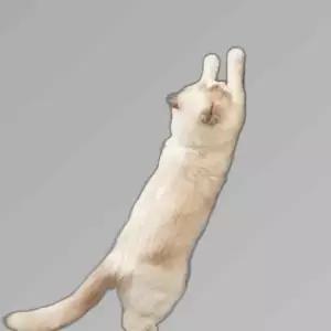 고양이 스크래쳐 판 캣타워 만두