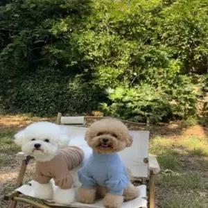 퍼프 니트 폴라티 강아지옷 셔링 강아지스웨터 강아