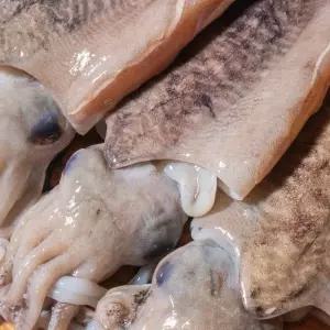 여수 생물 갑오징어 1kg 2~4미 제철 손질 오징어 통찜 숙회 볶음 찜 튀김