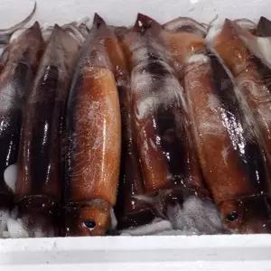 생물 오징어 1kg(7~15미 내외)