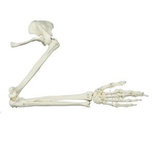 3B Scientific 골격 모델이 A46 병원 인체모형 견갑골과 Anatomy 뼈대