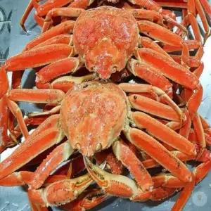 러시아 자숙 대게 A급 9KG(자숙 전 중량) 업소용 가격 찜