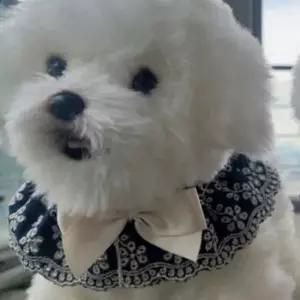 [PET] 스카프 데님 강아지 펀칭 케이프 리본 패션 1P 진청