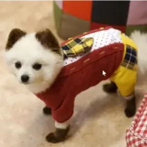 [PET] 패리스독 레드 젠틀맨 강아지 고양이 올인원 3XL