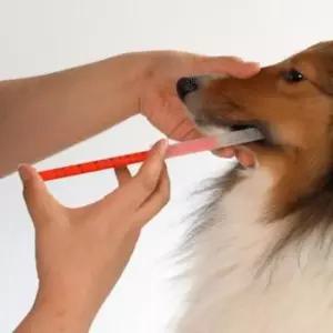 [PET] 투약 반려견 반려묘를 위한 아픈 경구 보조기