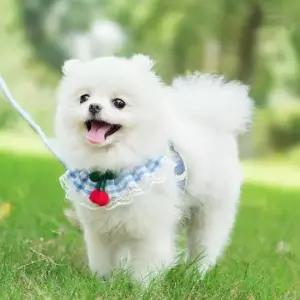 [PET] 산책줄개목줄 반려동물 리드줄 외출용품 하네스 강아지 가슴줄