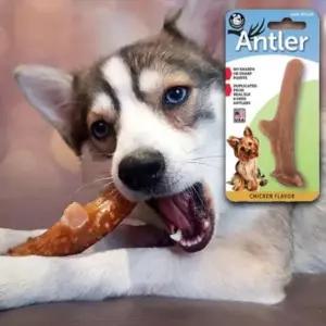 [PET] 치석 스틱 우드 장난감 1P 치킨치즈 강아지 츄잉 S