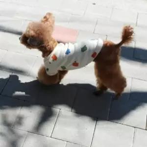 [반려] 데일리펫용품 912D아기공룡티 코코아허니 티셔츠 후드 패션용품 반려동물