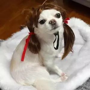 [반려] 강아지액세서리 강아지가발 고양이공주머리 고양이패션용품