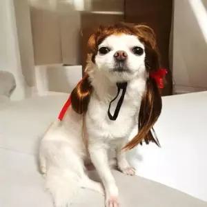 [반려] 강아지 양갈래 애견 머리 가발 강아지가발 강아지머리띠 강아지앞머리