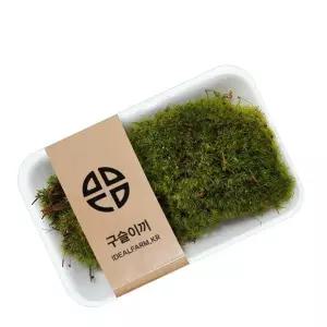 (올핀)모사리움 구슬이끼 테라리움 반려식물 플랜테리어