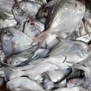 우아창고냉동 병어 6kg