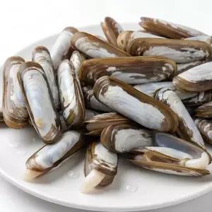 국내산 남해안 맛조개 1kg 순천만 가리맛조개