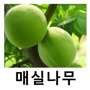 슈퍼왕매실나무 묘목 개량풍후 R4cm