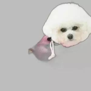 강아지 끌레 메쉬 슬링백 핑크 이동가방 야외 1P 애견