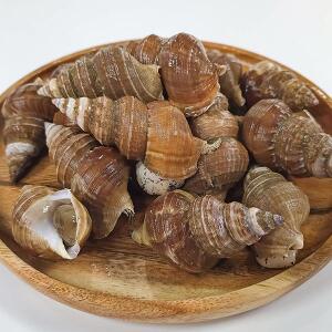 명품 동해 자연산 고추골뱅이1kg(20~25알)